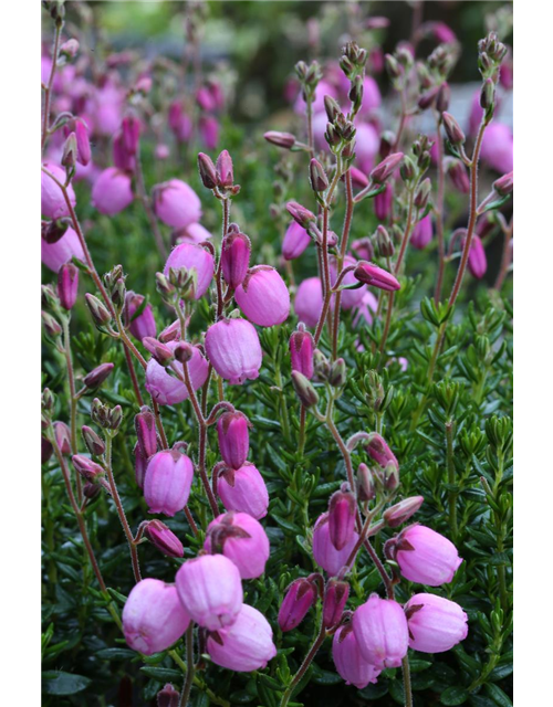 Daboecia cantabrica 'Rosella'