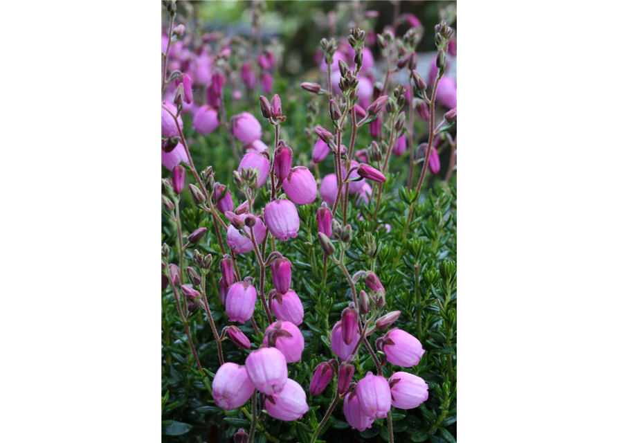 Daboecia cantabrica 'Rosella'