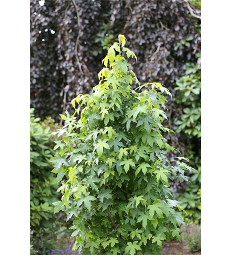 Liquidambar styraciflua