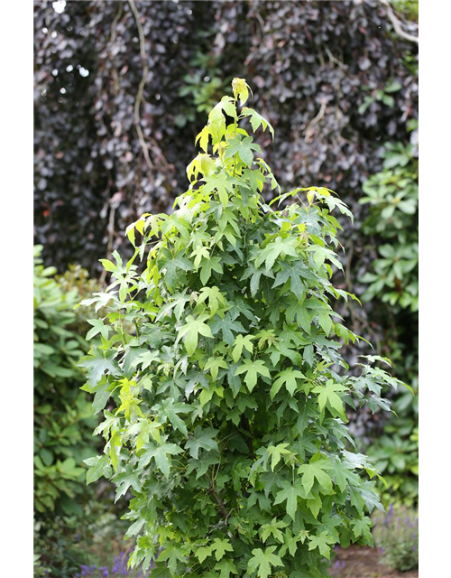 Liquidambar styraciflua