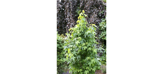 Liquidambar styraciflua