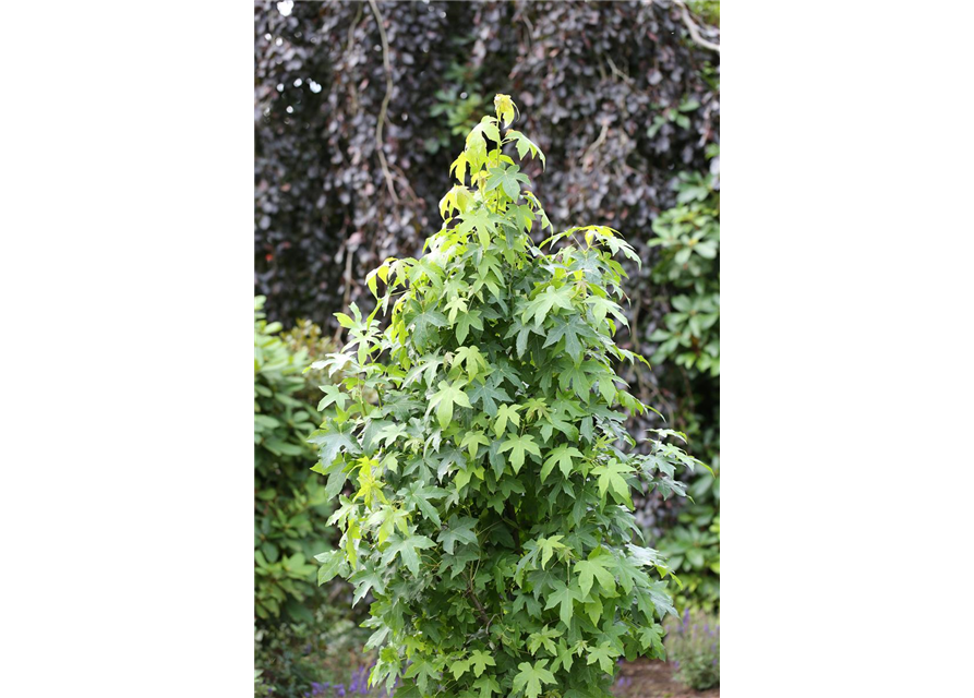 Liquidambar styraciflua