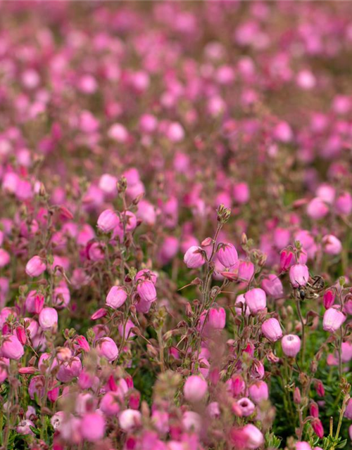 Daboecia cantabrica 'Rosella'