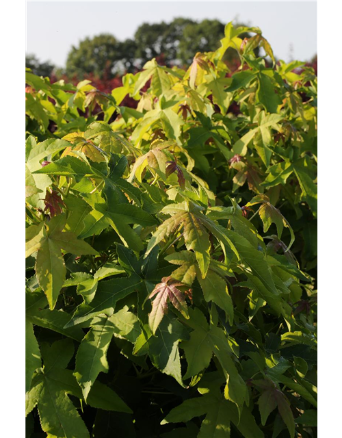 Liquidambar styraciflua