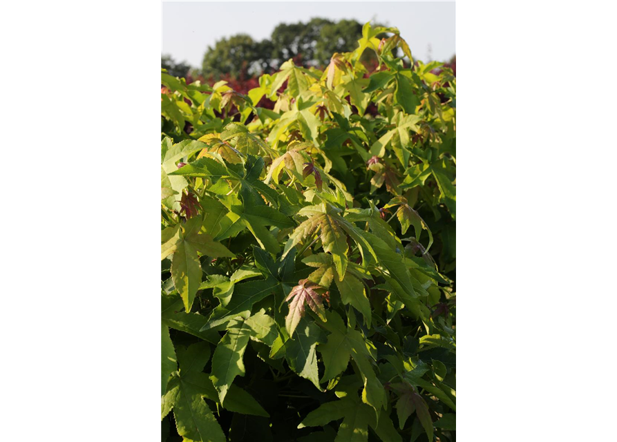 Liquidambar styraciflua