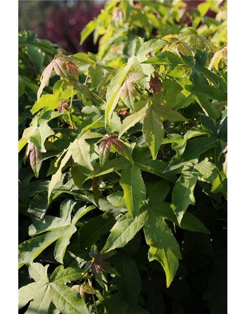 Liquidambar styraciflua