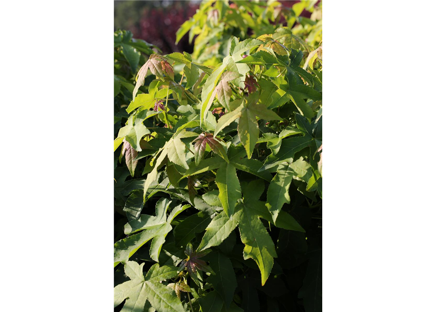 Liquidambar styraciflua