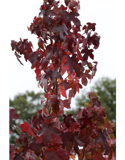 Liquidambar styraciflua