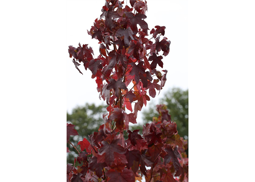 Liquidambar styraciflua