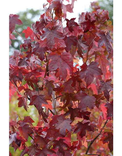 Liquidambar styraciflua