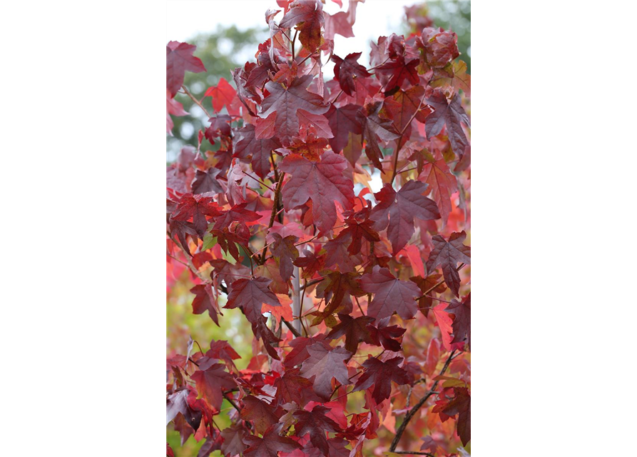 Liquidambar styraciflua