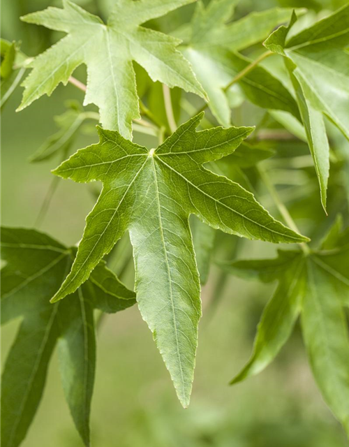 Liquidambar styraciflua