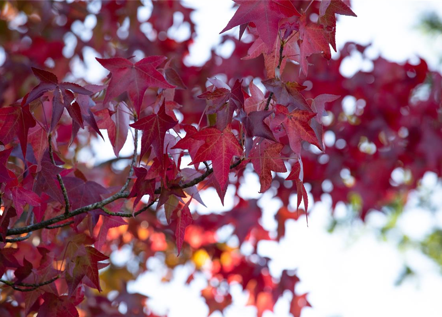 Liquidambar styraciflua