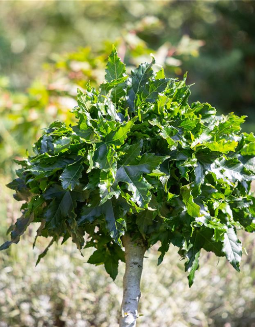 Liquidambar styraciflua