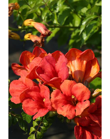 Campsis tagliabuana 'Fire Trumpet Vine'®