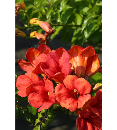 Campsis tagliabuana 'Fire Trumpet Vine'®