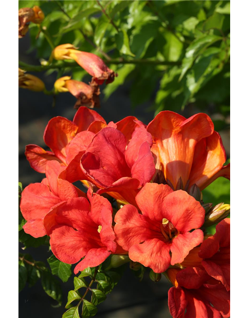 Campsis tagliabuana 'Fire Trumpet Vine'®