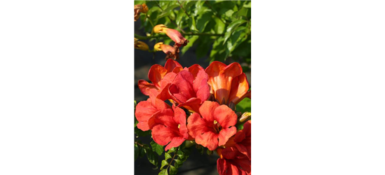 Campsis tagliabuana 'Fire Trumpet Vine'®