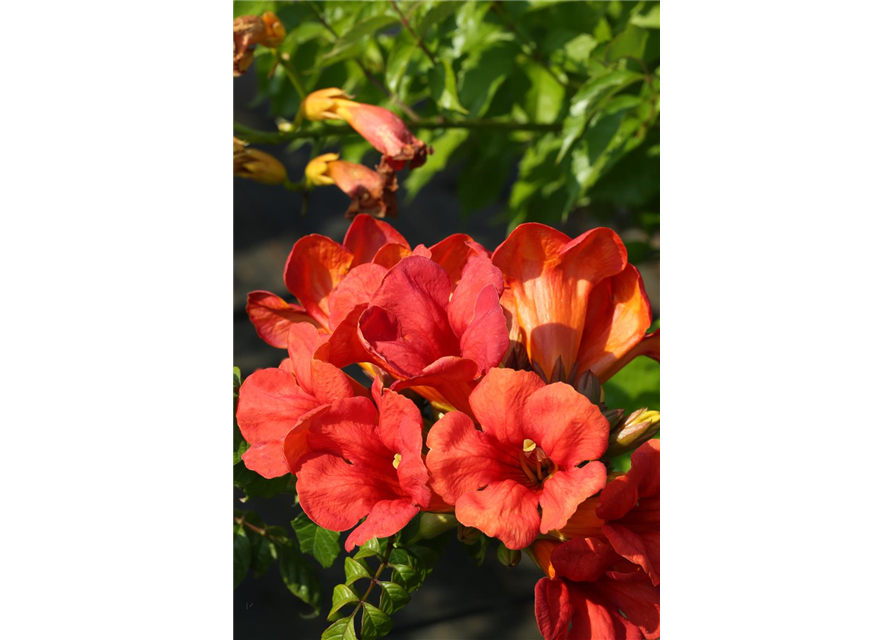 Campsis tagliabuana 'Fire Trumpet Vine'®