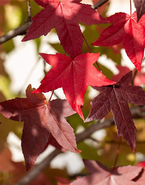 Liquidambar styraciflua