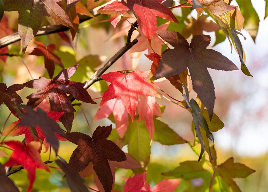 Liquidambar styraciflua