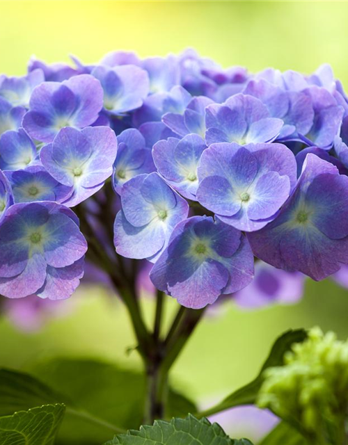 Hydrangea 'Diva fiore'® Blau