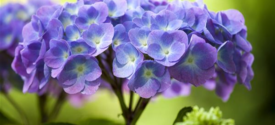 Hydrangea 'Diva fiore'® Blau