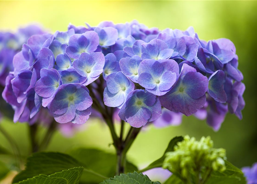 Hydrangea 'Diva fiore'® Blau