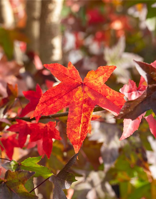 Liquidambar styraciflua