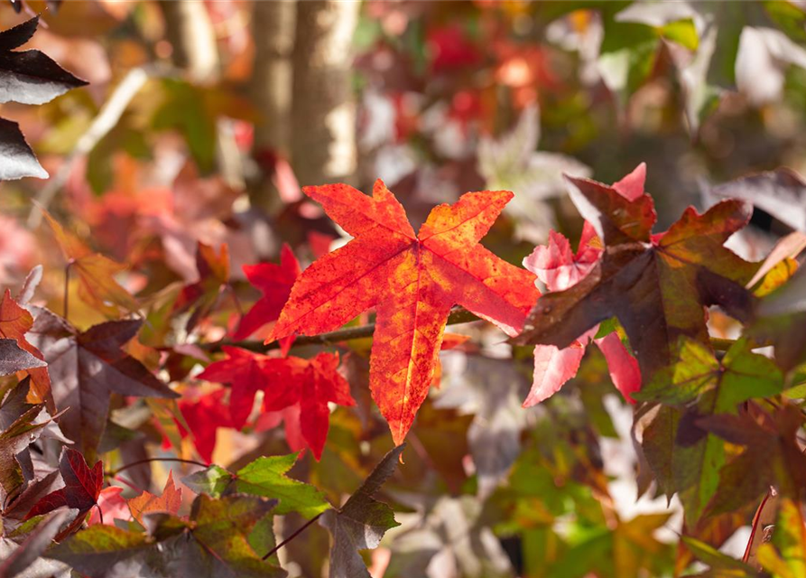 Liquidambar styraciflua