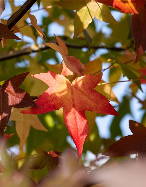 Liquidambar styraciflua