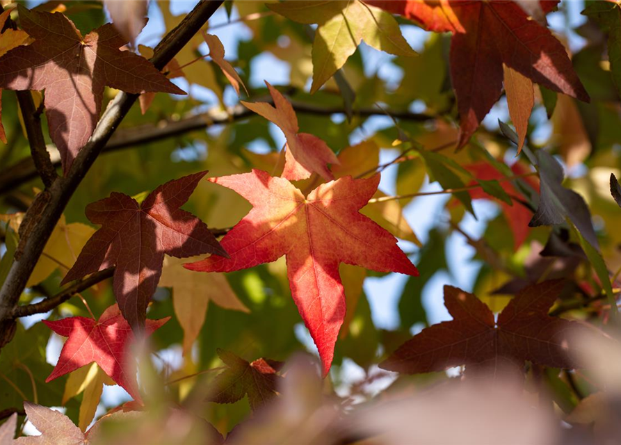 Liquidambar styraciflua