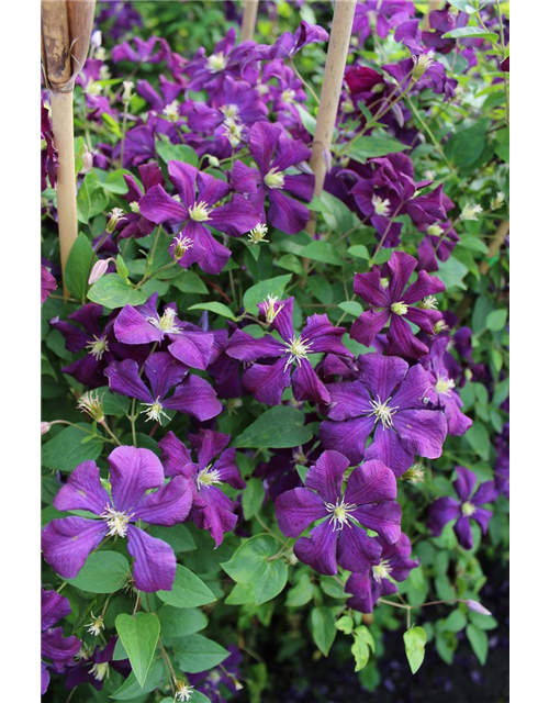 Clematis viticella 'Polish Spirit'