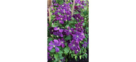 Clematis viticella 'Polish Spirit'