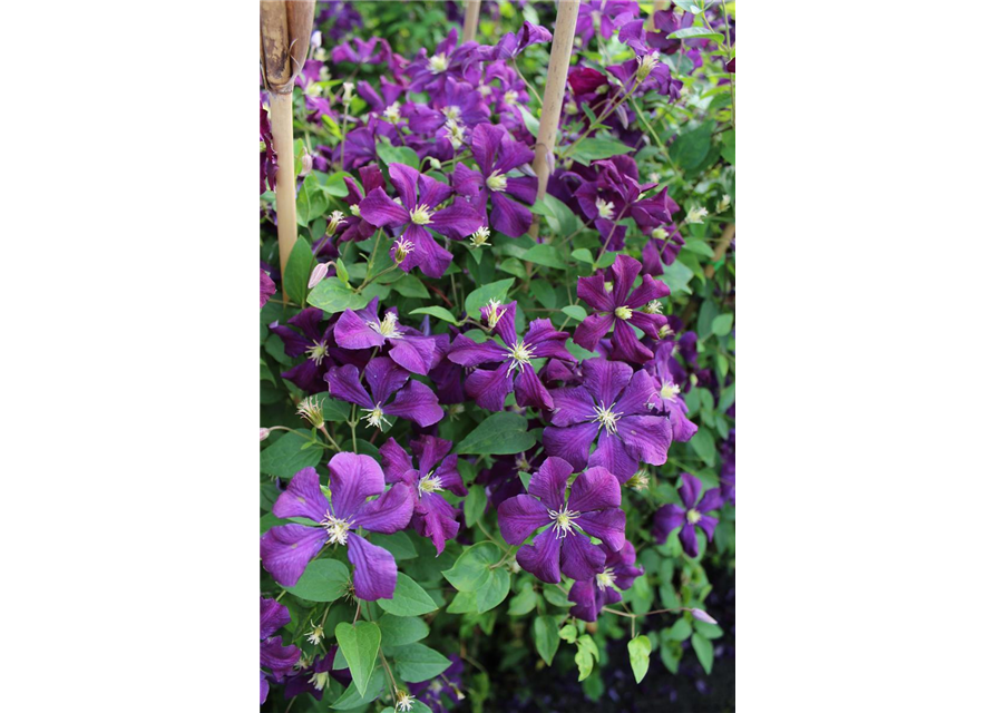 Clematis viticella 'Polish Spirit'