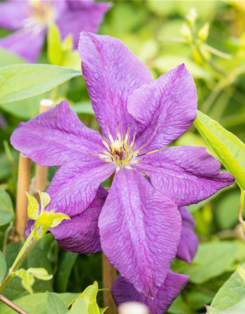 Clematis viticella 'Polish Spirit'