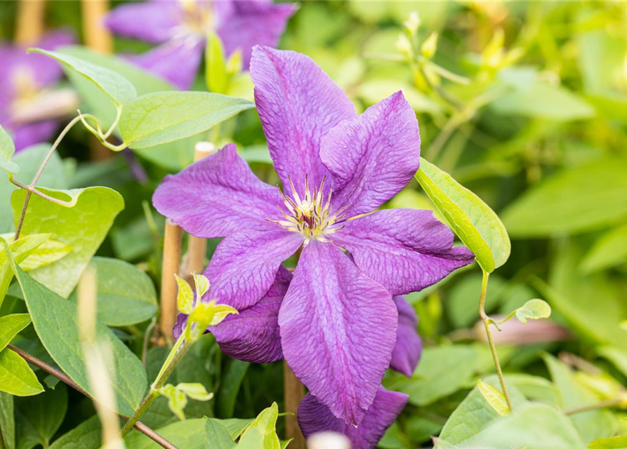 Clematis viticella 'Polish Spirit'