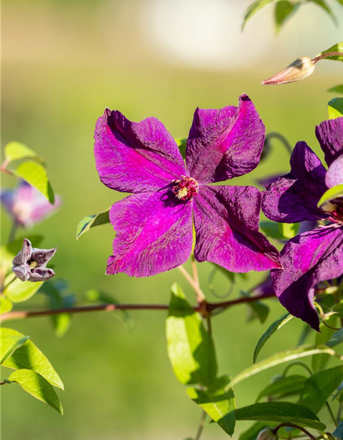 Clematis viticella 'Polish Spirit'