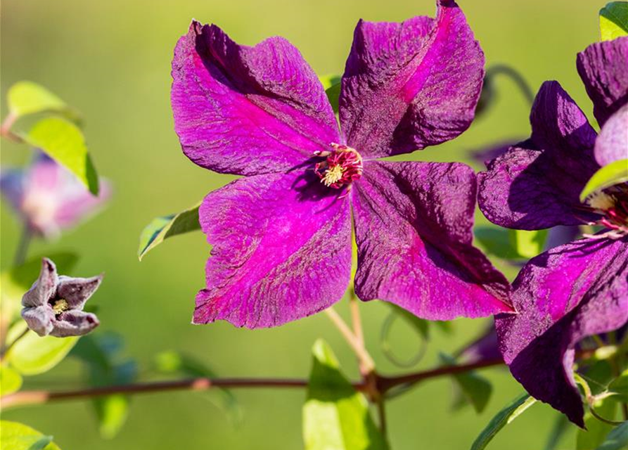 Clematis viticella 'Polish Spirit'