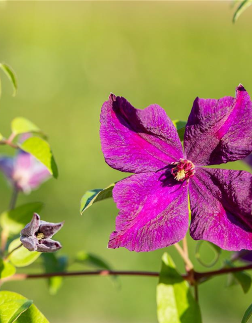 Clematis viticella 'Polish Spirit'