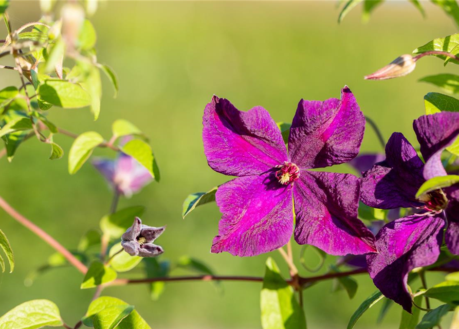 Clematis viticella 'Polish Spirit'