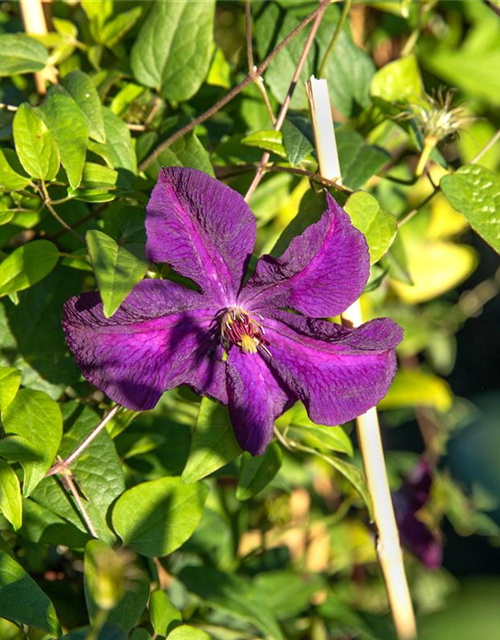 Clematis viticella 'Polish Spirit'