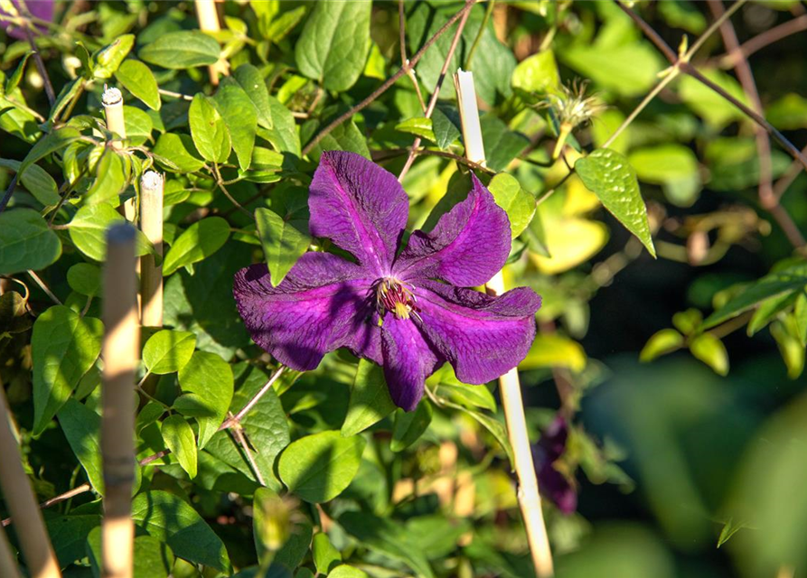 Clematis viticella 'Polish Spirit'