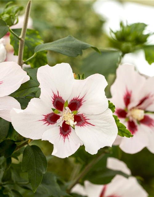 Hibiscus syriacus 'Hamabo'