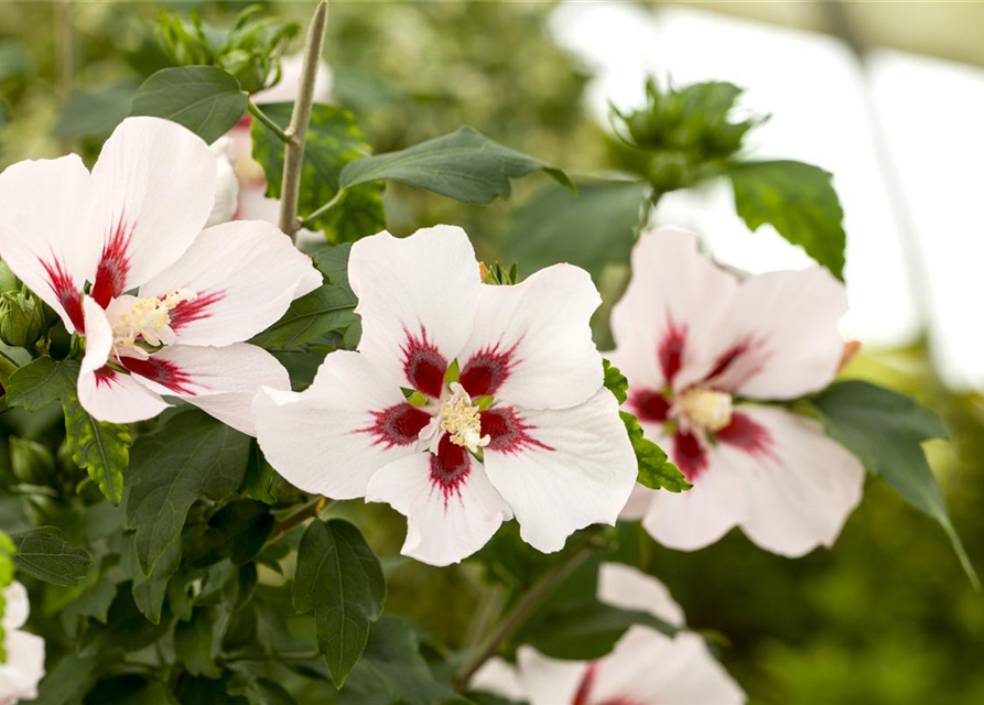 Hibiscus syriacus 'Hamabo'