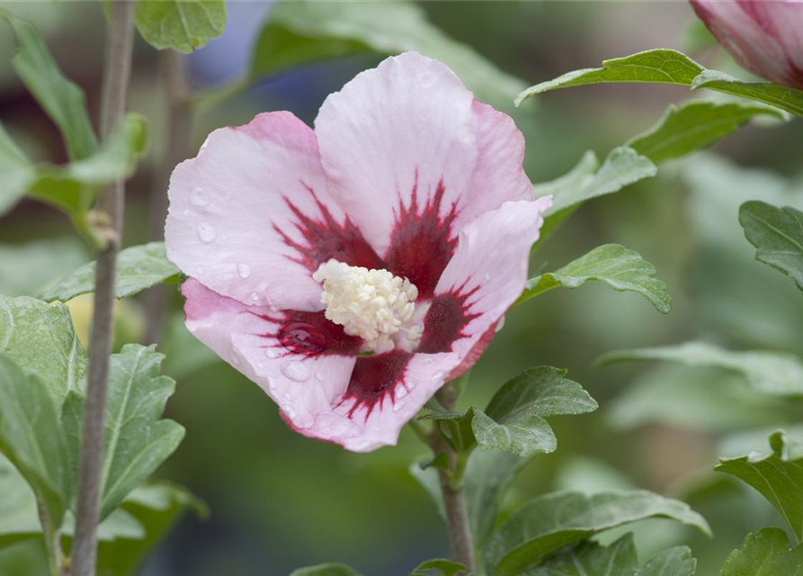 Hibiscus syriacus 'Hamabo'