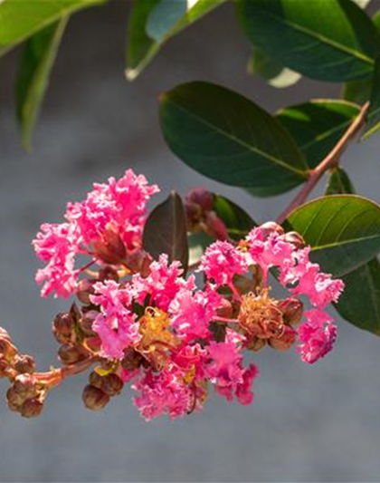 Lagerstroemia indica 'Rhapsody in Pink'