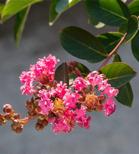 Lagerstroemia indica 'Rhapsody in Pink'