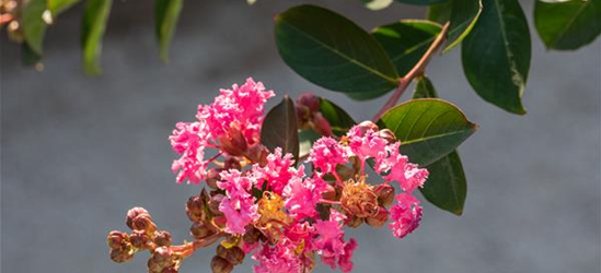 Lagerstroemia indica 'Rhapsody in Pink'