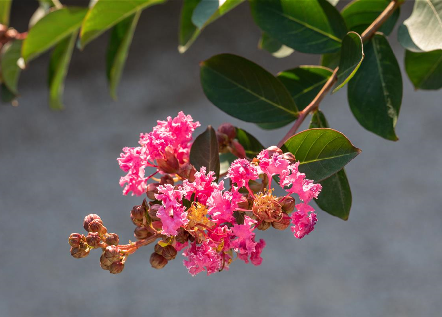 Lagerstroemia indica 'Rhapsody in Pink'